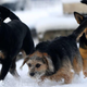 Image for article titled Heads up: There’s a dog food recall over salmonella and listeria concerns